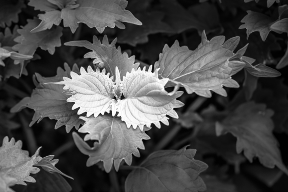 Leaf Dance