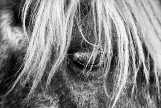 CloseUpHorse