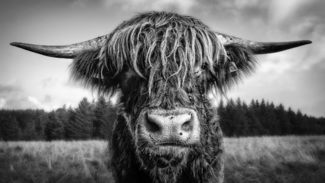 The Bull