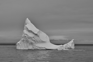 Albatross 