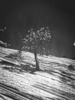Perseverence