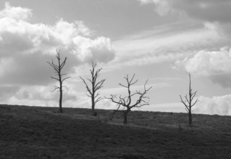 Leafless