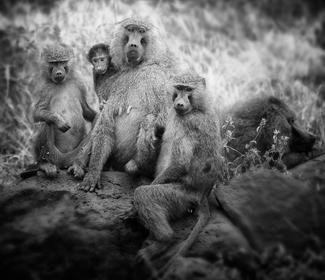 Baboon Family