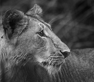 Lioness