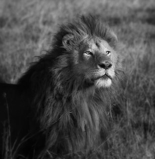 Male Lion