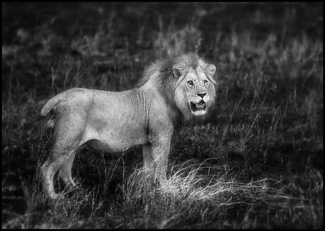 Stub Tail Lion
