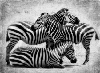 Three Zebras