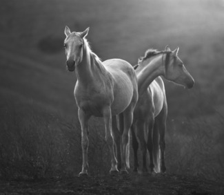 Wild Mares in Fog