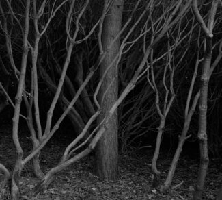 Pine and rhododendrons