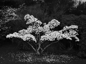 Magnolia