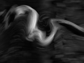Fig Root