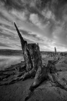 Jindabyne Stump