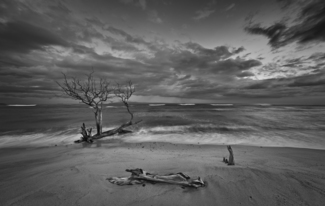 End Of A Tree.