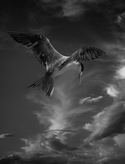 Bird In Sky