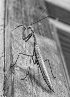 Praying Mantis
