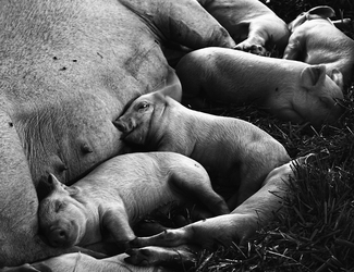 Piglets