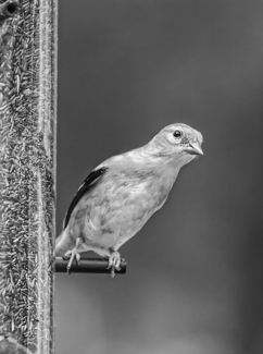 Nosy Finch
