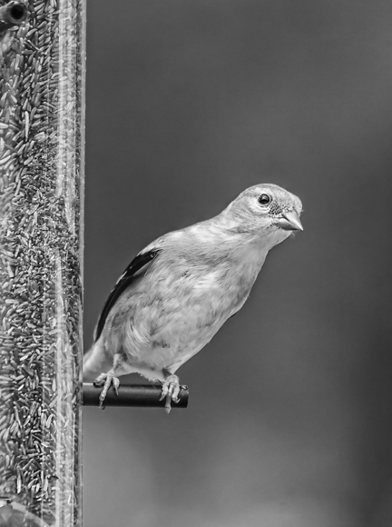 Nosy Finch
