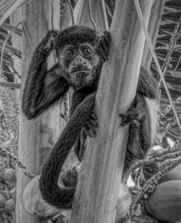 Messy Faced Monkey