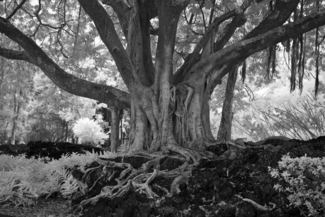 The Banyan Tree