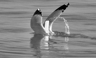Exuberance 