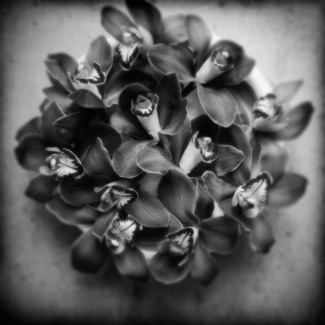 Orchids
