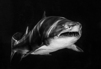 Shark#10