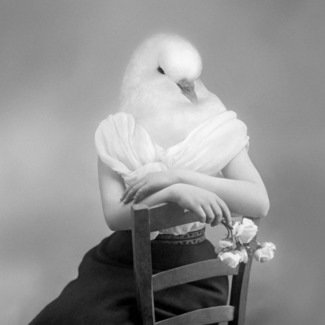 Peace Seeker