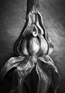 Wet garlic