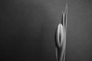 Tulip 1