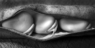 Beans