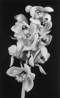 Erotic Cluster