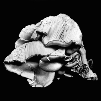 Oyster Mushroom 5