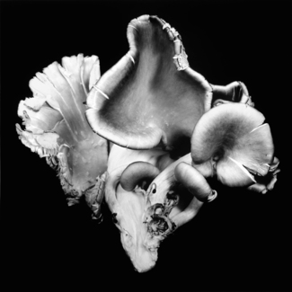 Oyster Mushroom 6