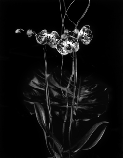 Untitled Orchid