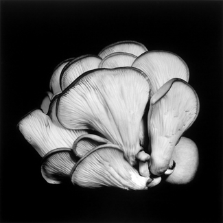 Oyster Mushroom 10