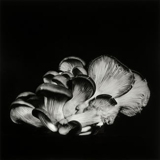 Oyster Mushroom 13