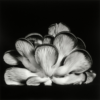 Oyster Mushroom 15