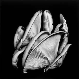 Oyster Mushroom 9