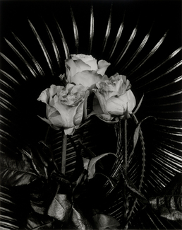Radiant Roses 2
