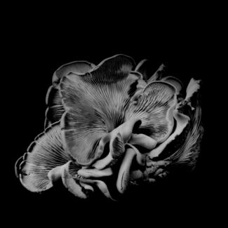 Oyster Mushroom 21