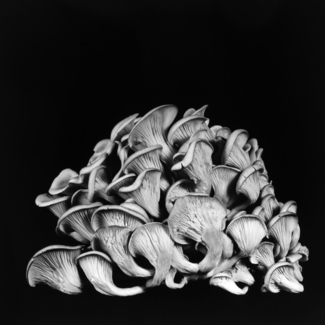 Oyster Mushroom 27