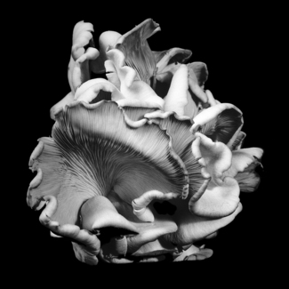 Oyster Mushroom 41