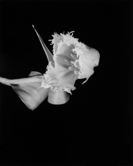 Fringed Tulip 1