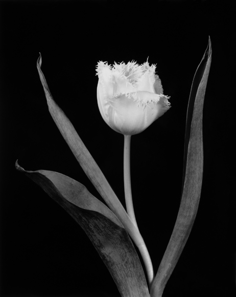 Fringed Tulip 3