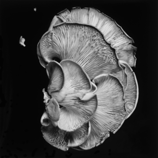 Oyster Mushroom