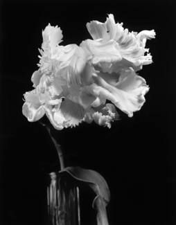 Parrot Tulip #2