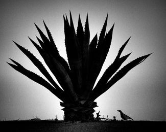 under the blue agave