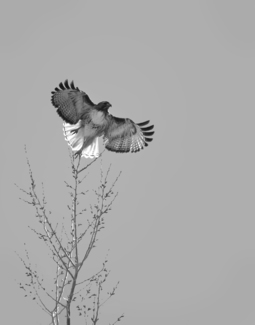 Hawk II