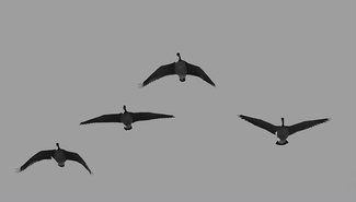 Fly Over